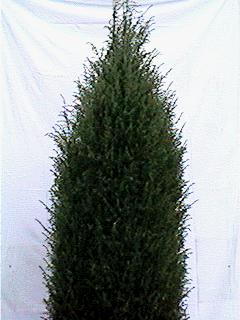 Cedar